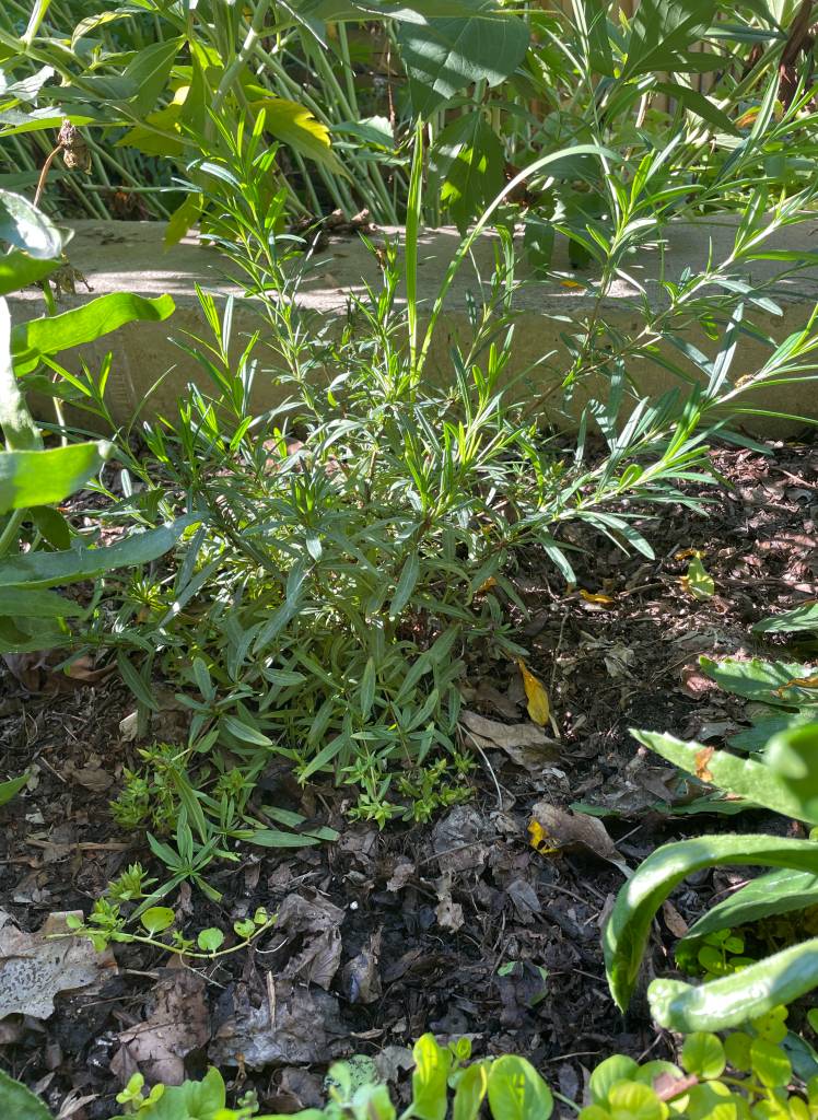 Plant name: St. John